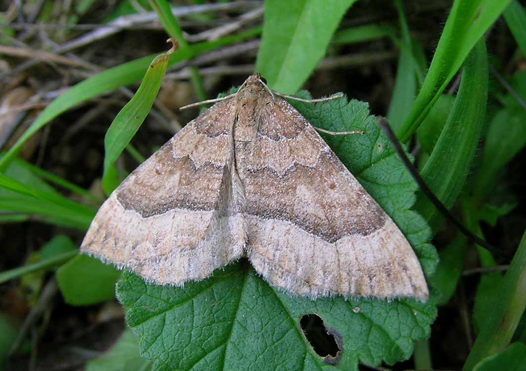 Camptogramma bistrigata, Epirrhoe sp.  e Larentia clavaria